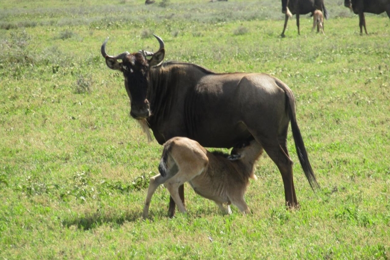 7 Tage Serengeti mit den Big Five und der Wildtierwanderung