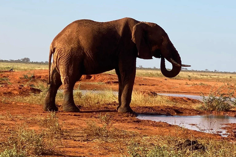 Mombasa: 3-Day Tsavo East/West & Kilimanjaro Views Safari