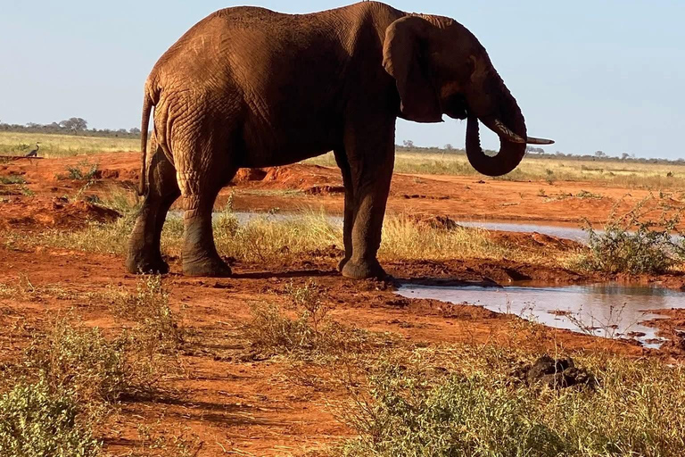 Mombasa: 3-Day Tsavo East/West & Kilimanjaro Views Safari