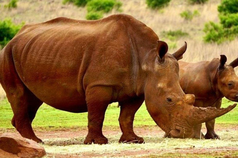 From Johannesburg: Rhino & Lion Nature Reserve Safari Tour
