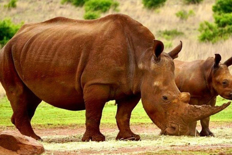 From Johannesburg: Rhino & Lion Nature Reserve Safari Tour