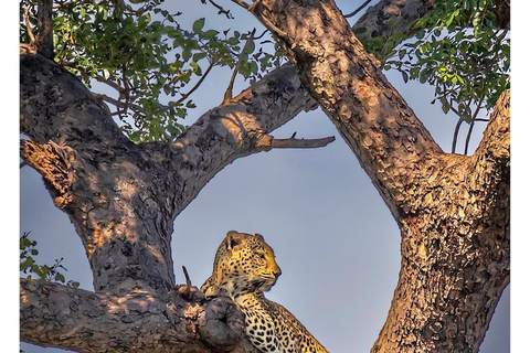 Des chutes Victoria au parc national de Chobe : 1 jour d'aventure safari