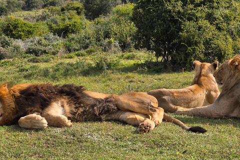 Half-Day Schotia Game Reserve (Open 4x4 Vehicle)