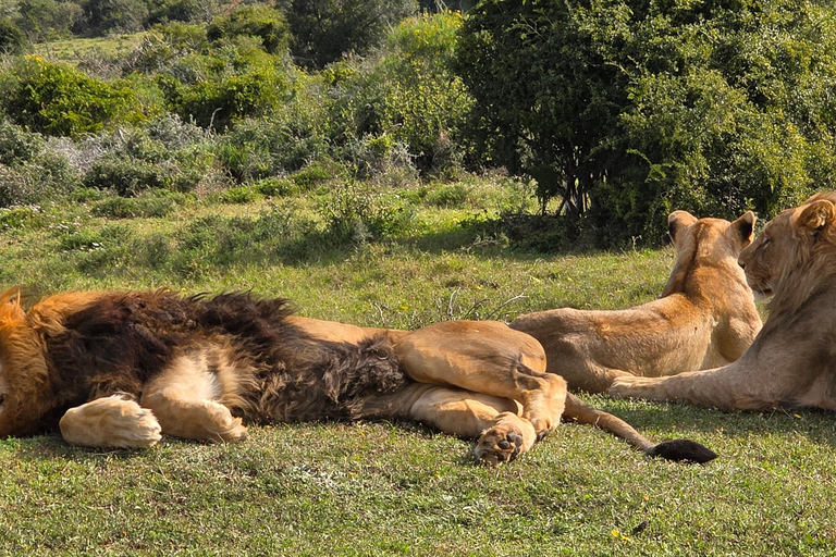 Half-Day Schotia Game Reserve (Open 4x4 Vehicle)