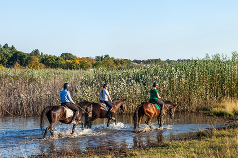 Johannesburg Horse Riding: Return Tranfer Included Lanseria