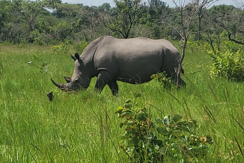 From Kampala: Ziwa Rhino Sanctuary Day Tour with Lunch