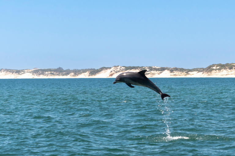 Koombana Bay: Dolphin Eco Cruise