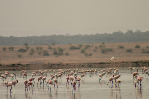 Excursion d'une journée dans le cratère du Ngorongoro