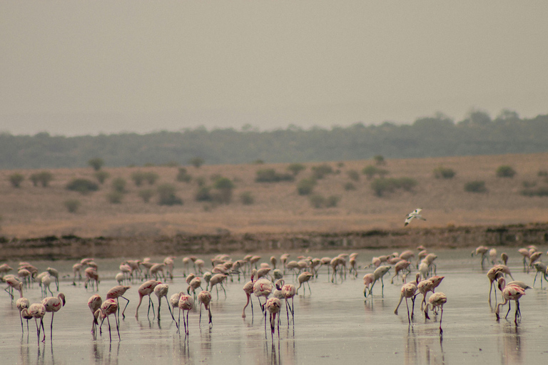 Excursion d'une journée dans le cratère du Ngorongoro