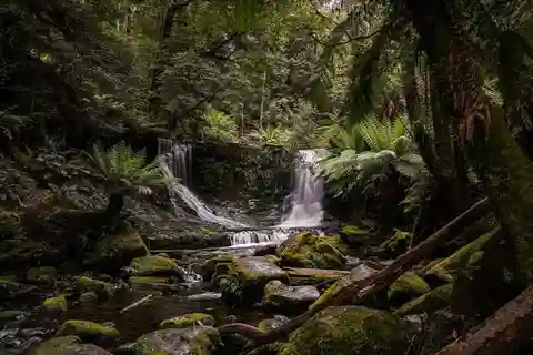 Hobart: Mount Field to MONA Day Tour