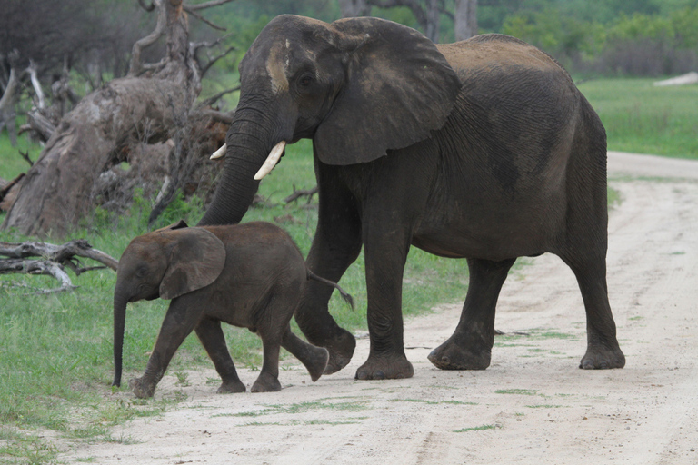 Victoria Falls: Safari game drive tour 3 hours