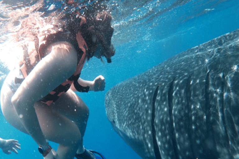 Lombok Sumbawa Best Sharing 2D1N Whale Shark With Snorkeling From Sumbawa Best Sharing 2D1N Whale Shark With Snorkeling