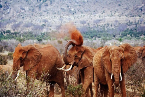 Nairobi: Safari di 6 giorni ai laghi della RiftValley e al Masai Mara con ...