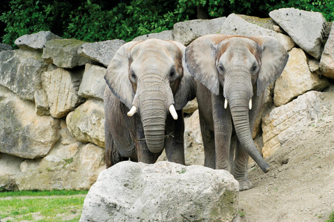 Vienna: Skip-the-line Tickets for Schönbrunn Zoo