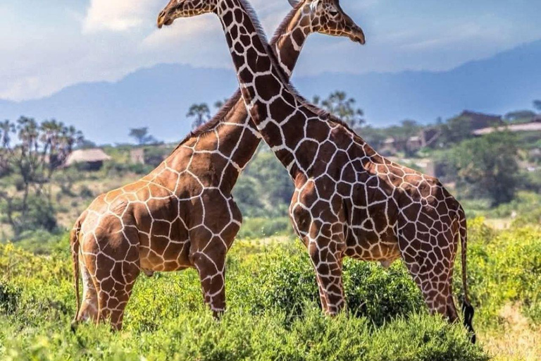 3 Days, 2 nights safari to Samburu National Reserve 3 Days private safari in a 4x4 Landcruiser jeep