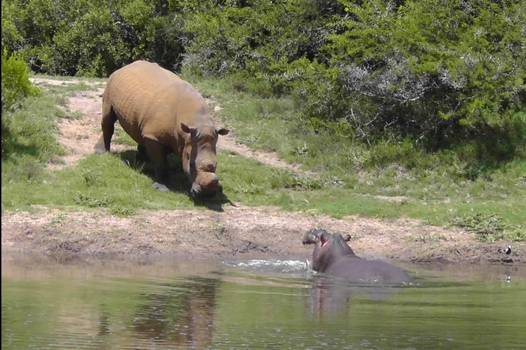 Schotia Safari – Big 5 Experience with High Lion Sightings