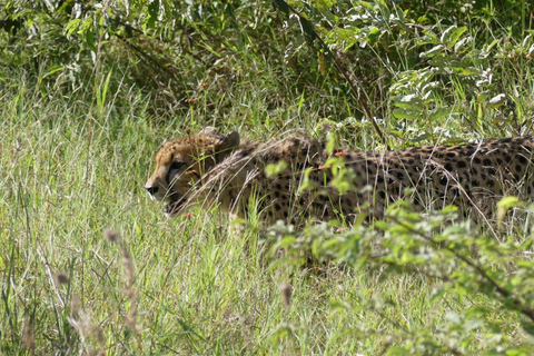 Safari en cocheSafari Game Drive