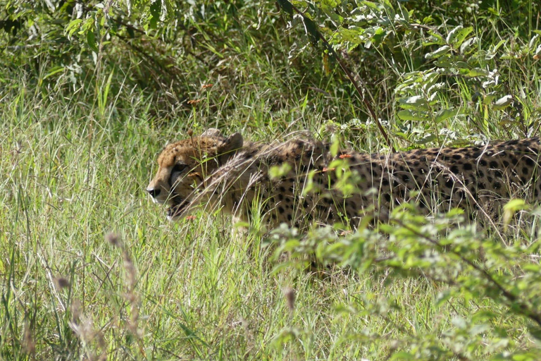 Safari en voiture