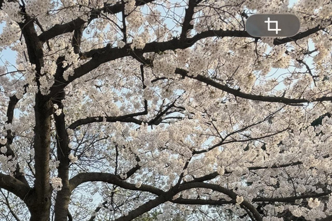 Busan: Korean for Beginners: Learn Over Coffee with a Local
