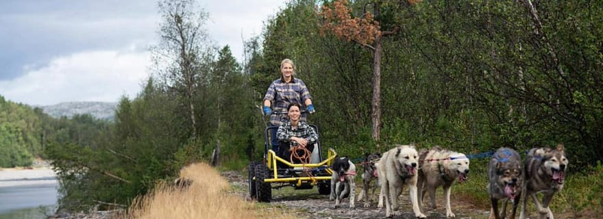 Balade en traîneau à chiens et câlins aux chiots (Alta, Norvège)