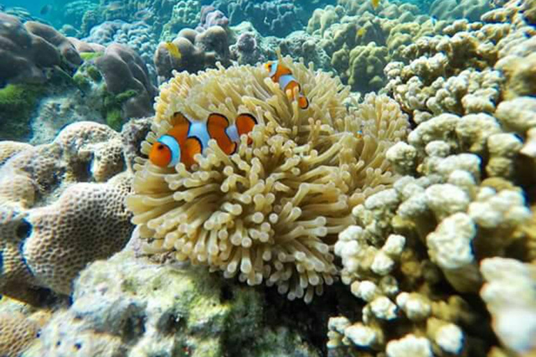 Phuket : Excursion d'une journée dans la baie de Maya, les îles Phi Phi, Green et Khai