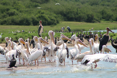 Safari alla scoperta dei gorilla con Massai Mara in KenyaSafari con i gorilla nel Masai Mara, Kenya