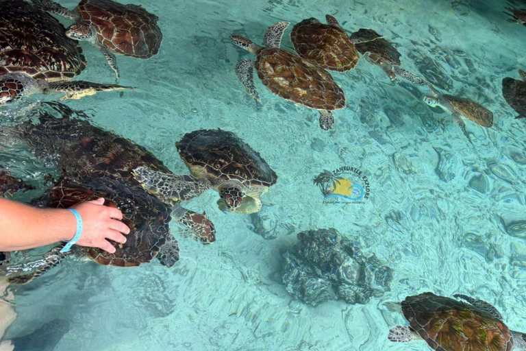 Zanzibar: Swim with Sea Turtles at Salaam Cave with Transfer Hotel Transfer Anywhere in Zanzibar