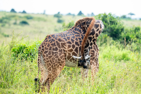 Nairobi: 5-Day Amboseli, Tsavo East & West Safari Tour