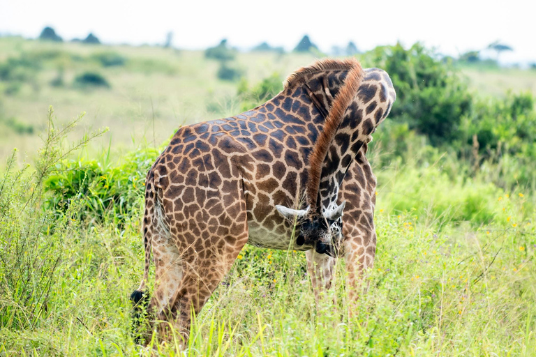 Nairobi: 5-Day Amboseli, Tsavo East & West Safari Tour