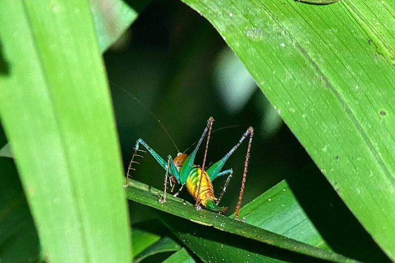 Puerto Jimenez: Jungle Night Walk near Corcovado NP