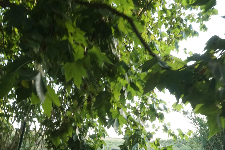 Buggy-avontuur in Lissabon: verborgen paden, kliffen en kustlijn