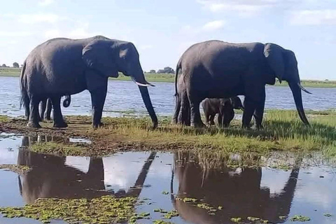 Zambezi River Safari with Lunch & Drinks