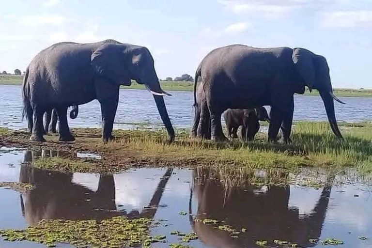 Zambezi River Safari with Lunch & Drinks