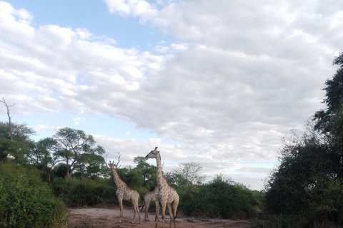 Chobe halvdagsutflykt från Victoriafallen