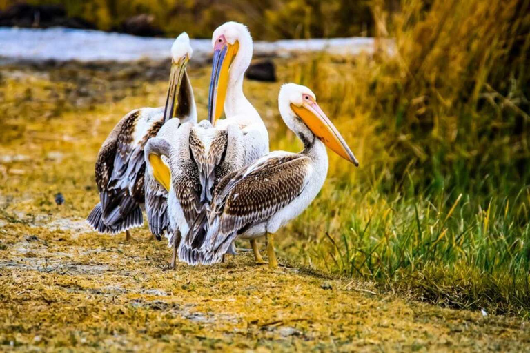 Amman: Azraq Wetland+ Lawrence Fortress + Druze Family Lunch
