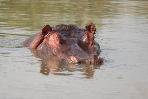 5 Hours Nairobi National Park Game Drive Tour in 4x4 Vehicle Private Guided Tour 4x4 Van
