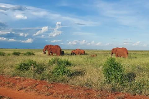 Mombasa: 5-Day Safari- Amboseli, SaltLick, Ziwani & Ngutuni