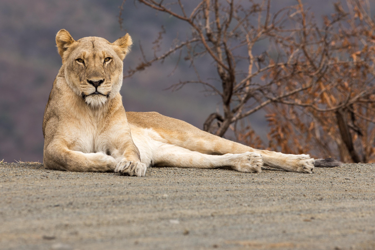 From St Lucia: Big 5 Safari in the Hluhluwe-Imfolozi Park Safari For Six Big 5 Safari