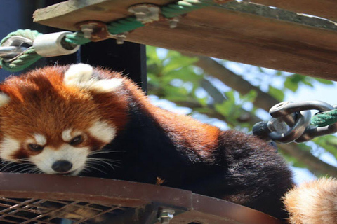 Sapporo: Biei & Furano Private Tour with Hot Spring