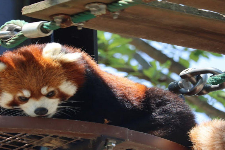 Sapporo: Biei & Furano Private Tour with Hot Spring