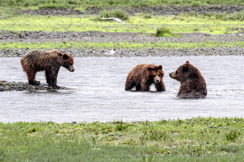 From Juneau: Pack Creek Bear Viewing Adventure Private Pack Creek Bear Viewing Adventure