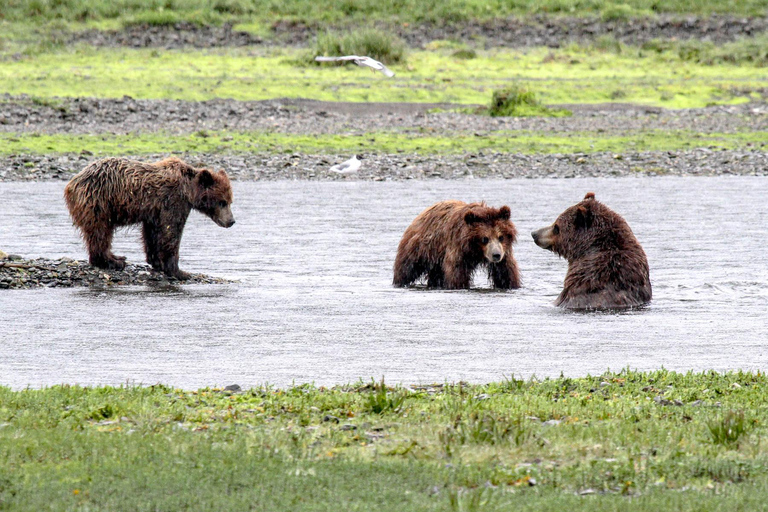 From Juneau: Pack Creek Bear Viewing Adventure Private Pack Creek Bear Viewing Adventure