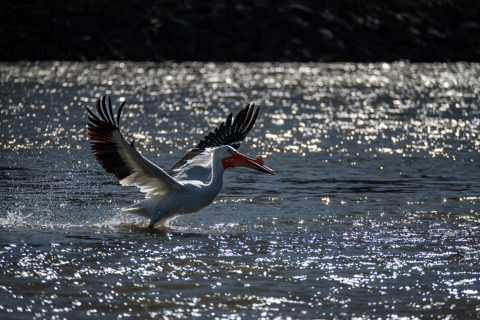 Jackson Hole: comoda gita in gommone sul fiume SnakeJackson Hole: rilassante gita sul fiume Snake con sedie a sdraio