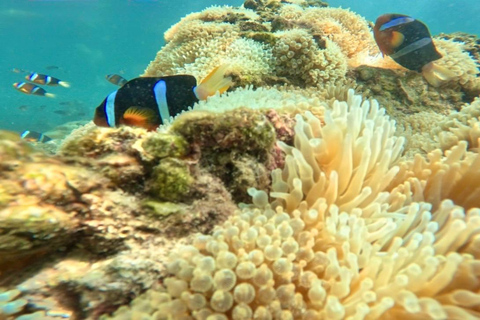 Hong Kong Sai Kung NEMO Clownfish Snorkeling Tour 【Private Tour】Hong Kong: NEMO Clownfish Snorkeling Tour