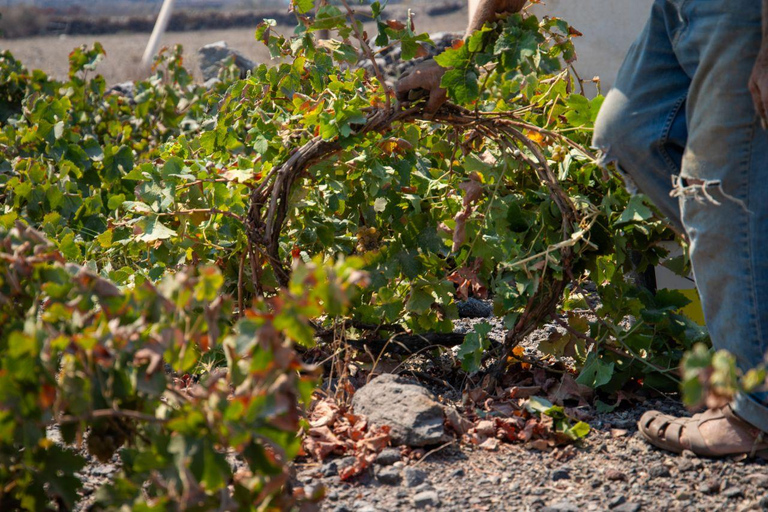 Santorini: Private Wine Tasting at Pagonis Estate Santorini Wine Tasting A Unique Experience of 10