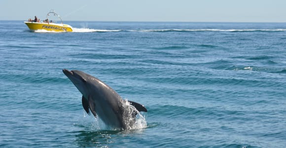 Djerba: Dolphin-watching day trip by boat