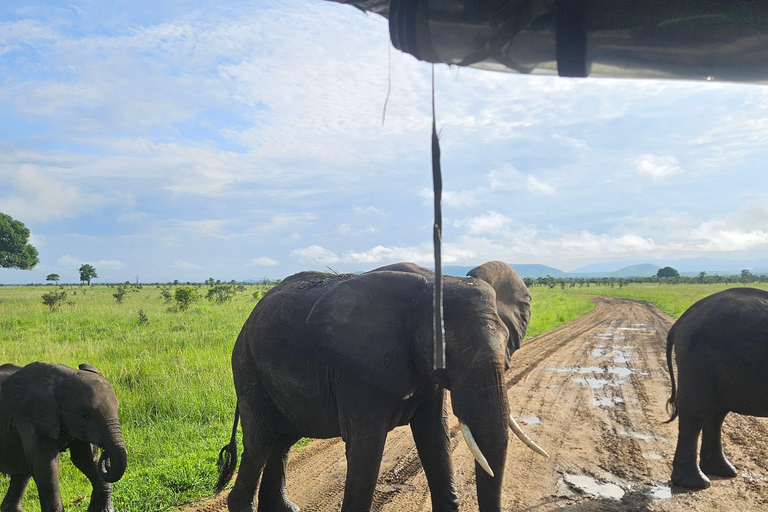 Safari 3-Days from Zanzibar to Mikumi National Park by ferry Come to meeting point "Dar es Salaam SGR station"