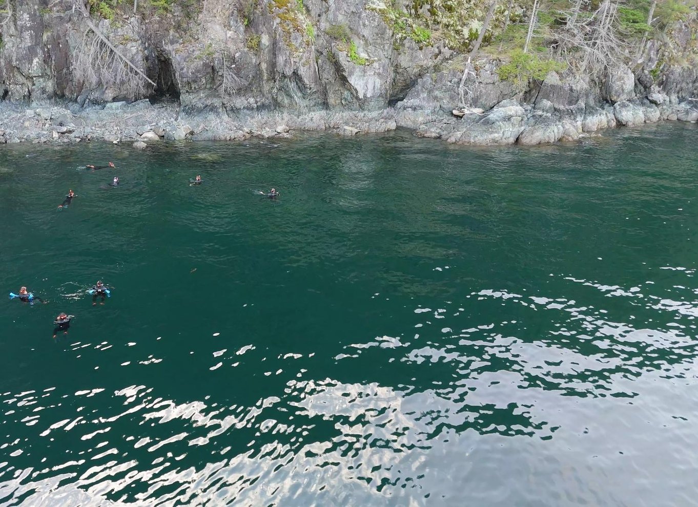 Vancouver: Snorkling, sæler, kajak, naturskøn bådtur