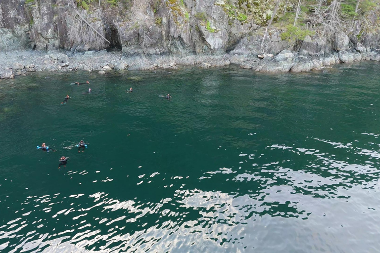 Snorkel Focas Remando Vida Salvaje Tour en barco en Vancouver