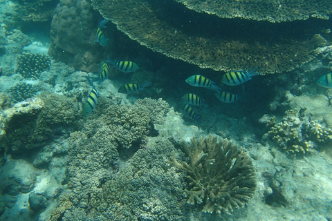 Salalah: Mirbat Snorkeling or Scuba Diving Adventure Mirbat Snorkeling Adventure – Meeting Point